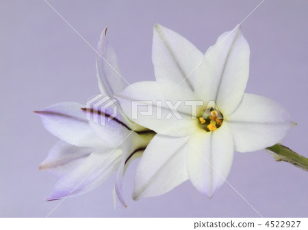 Light purple flowers (wild) Light purple flowers (wild) 4522927