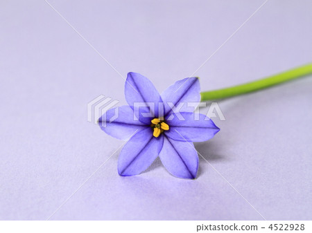 Blue-purple flower head 4522928