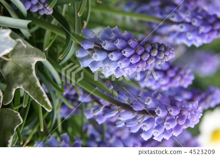 Muscari 1 4523209