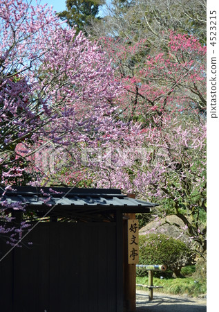 Kairakuen 4523215