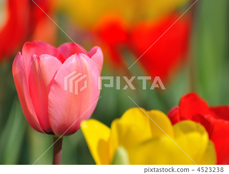 flower garden, flower field, tulipa 4523238