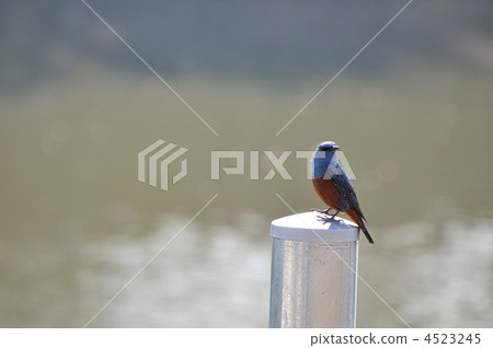 Sea bulbul 4523245