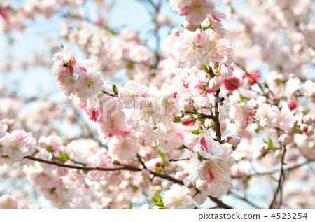 Genpe peach (Genpei Momo) 4523254