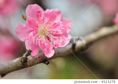Up of cute flower peach (Kamihei Park) 4523278