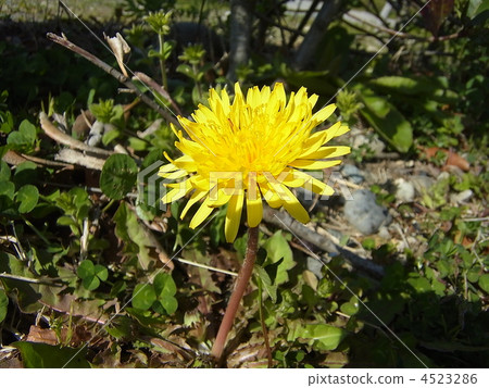 蒲公英 蒲公英 4523286