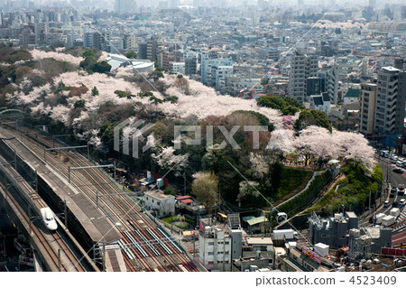 Asukayama Park 4523409