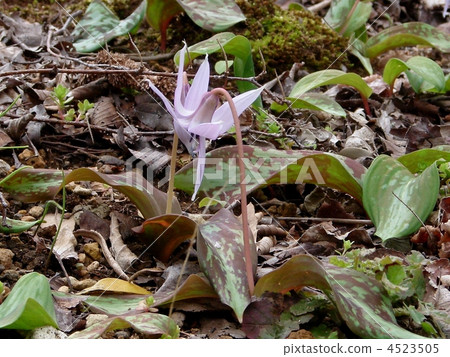 Katakuri flowers 4523505
