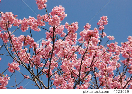 橫濱猩紅櫻桃（風清市民森林/神奈川縣橫濱市神奈川區） 4523619