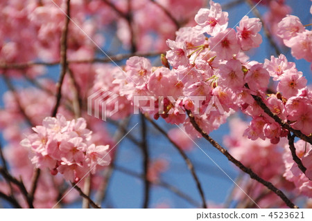 Yokohama scarlet cherry (Fengcheong citizen's forest / Kanagawa ken Yokohama city Kanagawa Ward) 4523621