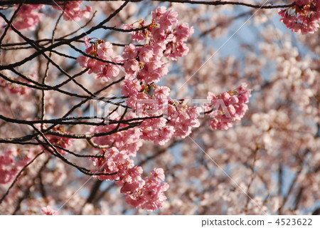 Yokohama scarlet cherry (foreground) and Sayi Yoshino (Oku) (Forest of Pyeongcheong-do Citizen / Kanagawa Ward, Kanagawa Prefecture) Yokohama scarlet cherry (foreground) and Sayi Yoshino (Oku) (Forest of Pyeongcheong-do Citizen / Kanagawa Ward, Kanagawa Prefecture) 4523622