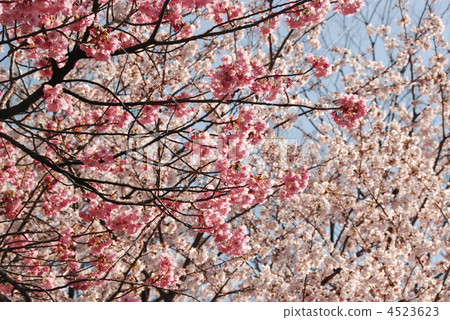 橫濱猩紅櫻桃(前景)和Sayi Yoshino(Oku)(神奈川縣平澤市市民/神奈川區) 橫濱猩紅櫻桃(前景)和Sayi Yoshino(Oku)(神奈川縣平澤市市民/神奈川區) 4523623