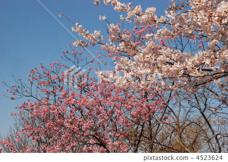 Yoshino cino (right) and Yokohama Hirakurakura (left) (Forest of Pyeongkangji Citizen / Kanagawa Ward, Kanagawa Prefecture) Yoshino cino (right) and Yokohama Hirakurakura (left) (Forest of Pyeongkangji Citizen / Kanagawa Ward, Kanagawa Prefecture) 4523624