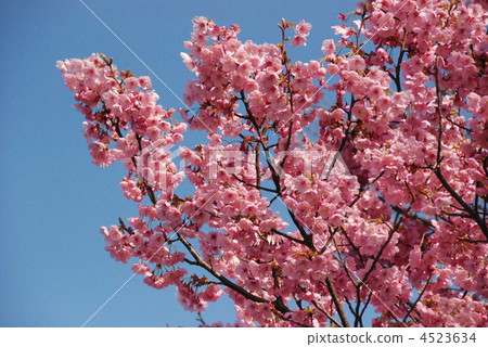 橫濱猩紅櫻桃（風清市民森林/神奈川縣橫濱市神奈川區） 4523634