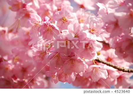 橫濱猩紅櫻桃（風清市民森林/神奈川縣橫濱市神奈川區） 4523640