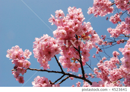 Yamazakura（神谷縣奉賢寺市民森林/橫濱市） 4523641