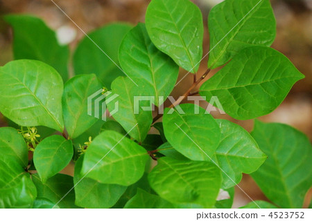 Leaves of pokeweed 4523752
