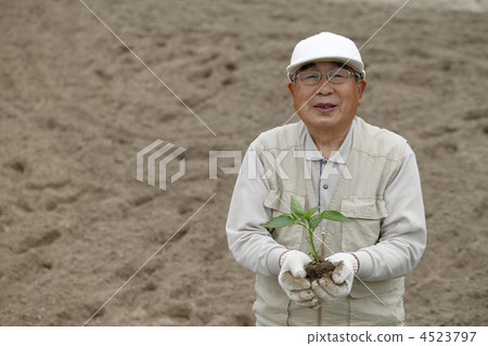 Bell Peppers, bell pepper, green pepper 4523797