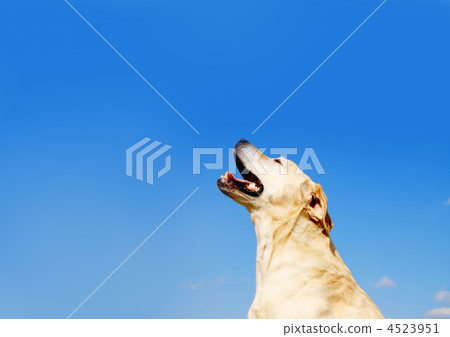 Bright sky and retriever 4523951