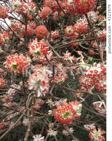 Mitsumata's red flower 4523979