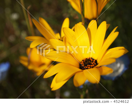 African calendula African calendula 4524612