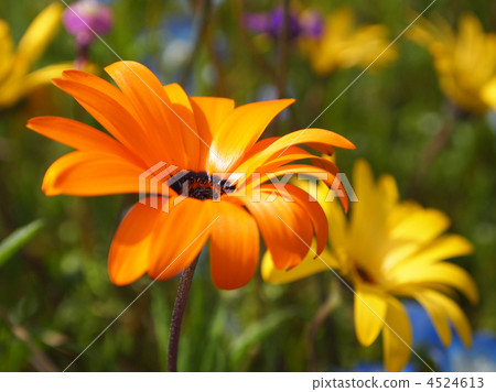 非洲金盞花 4524613