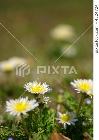 Short-tailed dandelion near dandelion Short-tailed dandelion near dandelion 4524724