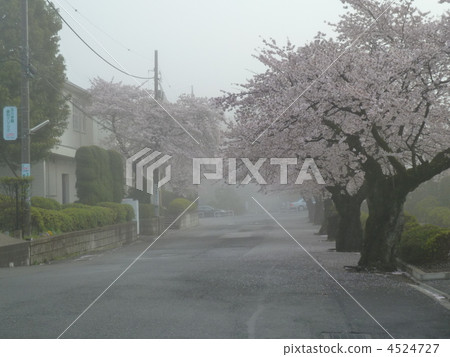 櫻花路 櫻花路 4524727