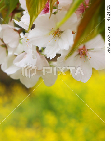 Yoshino cherry tree became a leaf cherry tree 4524729