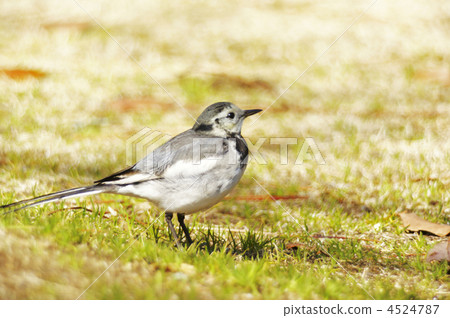Wagtail 4524787