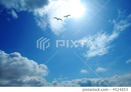 天空和幾隻海鷗和太陽 4524853