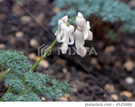 Clown liquor Clown liquor 4525866