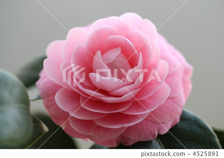 Otome Tsubaki 4525891