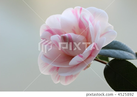 Goshiki Yae Yagi Camellia Goshiki Yae Yagi Camellia 4525892