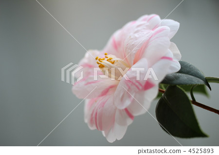 Goshiki Yae Yagi Camellia 4525893