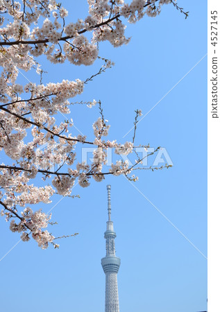 東京從Sumida公園看的天空樹 4527145