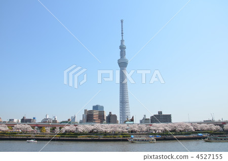 東京天空樹和櫻花在隅田川 4527155