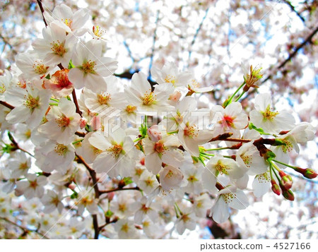 Cherry Blossoms	 4527166