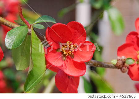 Blurred flowers 4527665