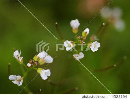 Flower of azu (closeup) 4528194