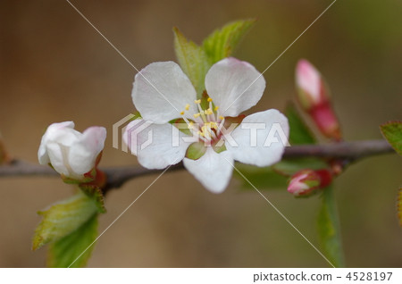 Usuuraume（梅花桃）上色之花的春天（特寫） 4528197