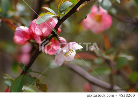 著色早春的被弄髒的花 4528200