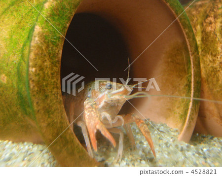 Crayfish children 4528821