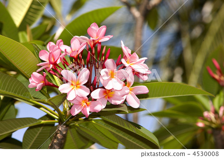 Beautiful tropical flower with leaf. Beautiful tropical flower with leaf. 4530008