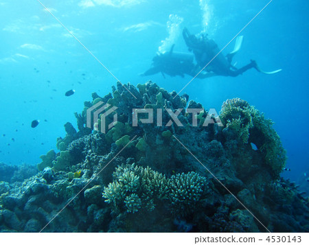 Group of coral fish in blue water. Group of coral fish in blue water. 4530143