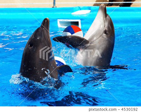 Dolphin in blue water. Dolphin in blue water. 4530192