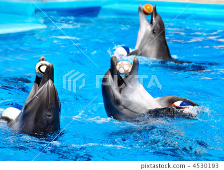 Dolphin in blue water. 4530193