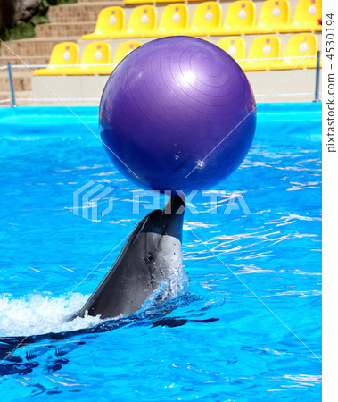 Dolphin in blue water. 4530194