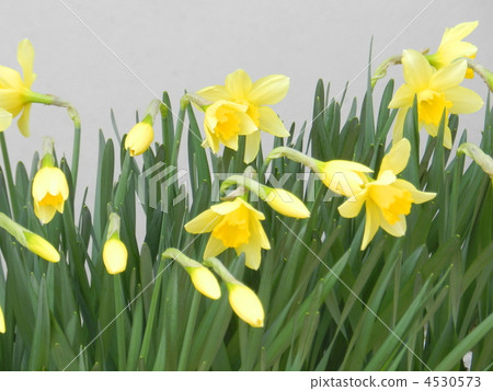 daffodil, narcissus, daffodils 4530573