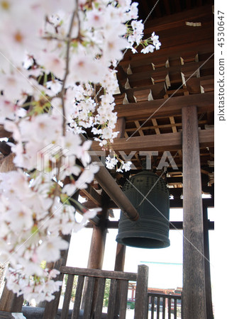 Komagome Kichijoji bell tower and cherry blossoms Komagome Kichijoji bell tower and cherry blossoms 4530647