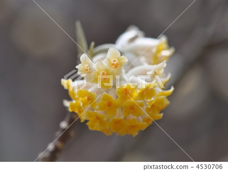 Mitumata花 4530706